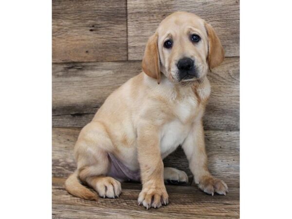 Labrador Retriever DOG Male Yellow 16472 Petland Fairfield, Ohio