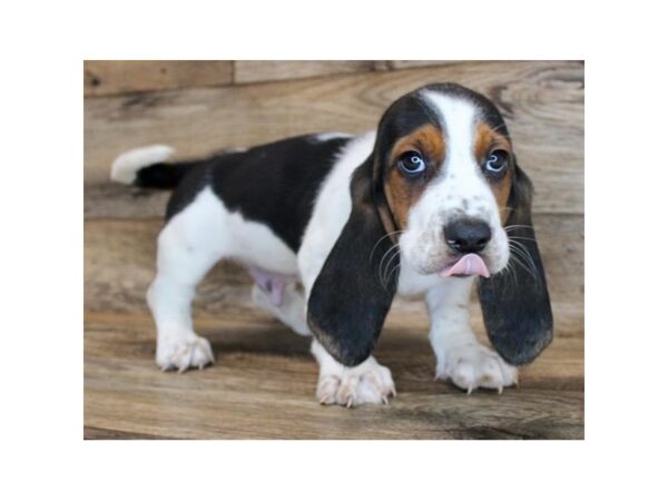 Basset Hound DOG Male Black White / Tan 16434 Petland Fairfield, Ohio