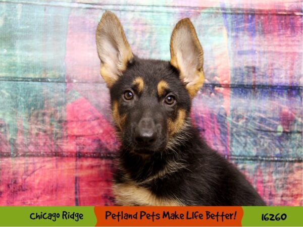 German Shepherd Dog DOG Female Black / Tan 16482 Petland Fairfield, Ohio