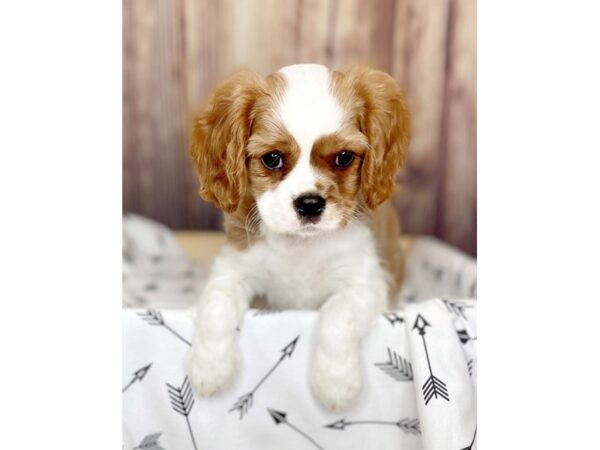 Cavalier King Charles Spaniel DOG Male Blenheim 16440 Petland Fairfield, Ohio