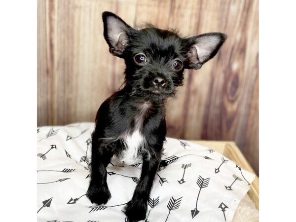 Chorkie-DOG-Male-Black-16441-Petland Fairfield, Ohio