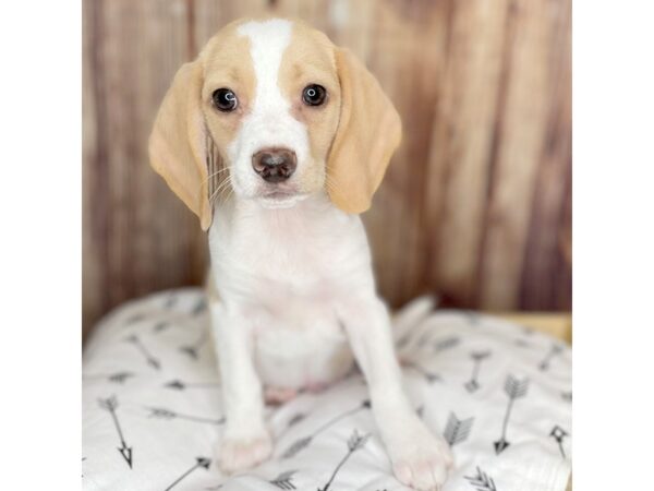 Beagle DOG Male Lemon / White 16437 Petland Fairfield, Ohio