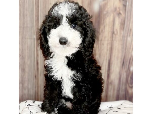 Sheepadoodle Mini DOG Female Black / White 16432 Petland Fairfield, Ohio