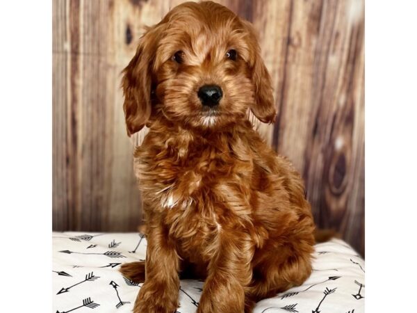 Irishdoodle Mini DOG Female Red 16431 Petland Fairfield, Ohio