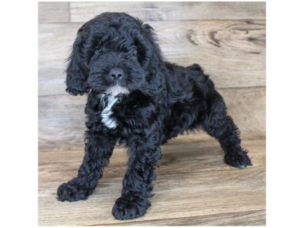 Cock A Poo-DOG-Male-Black-16444-Petland Fairfield, Ohio