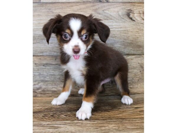 Miniature Australian Shepherd DOG Male Red 16449 Petland Fairfield, Ohio