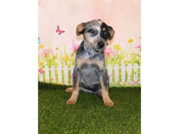 Heeler-DOG-Female-Blue Merle-16519-Petland Fairfield, Ohio