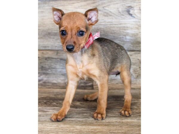 Miniature Pinscher DOG Female Red 16450 Petland Fairfield, Ohio