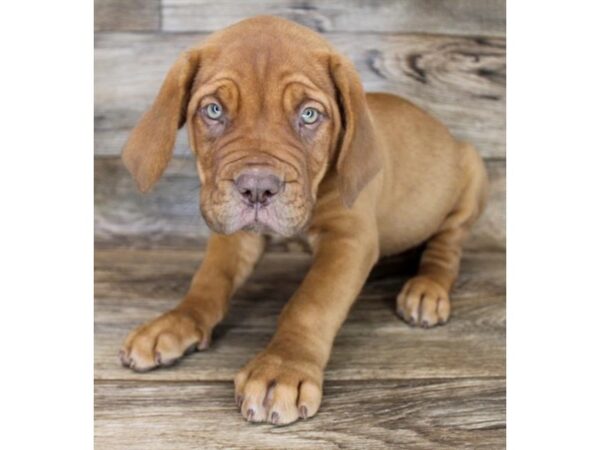 Dogue de Bordeaux DOG Female Red 16447 Petland Fairfield, Ohio