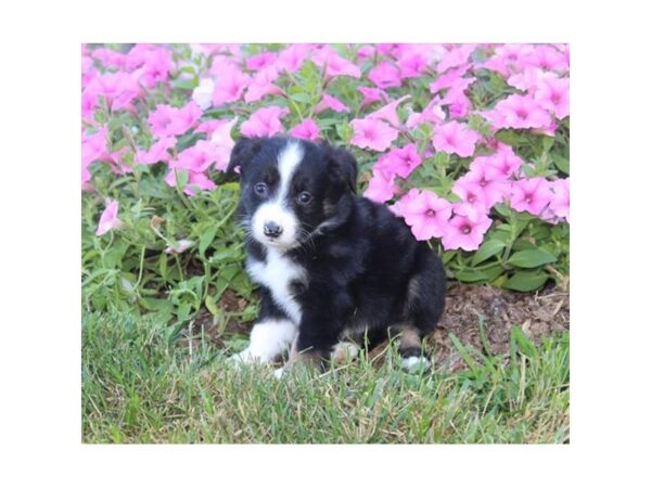 Miniature American Shepherd-DOG-Male-Black White / Tan-16487-Petland Fairfield, Ohio