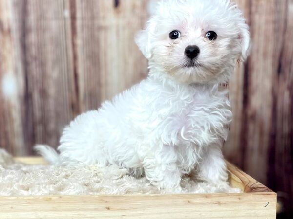 Maltese DOG Male White 16446 Petland Fairfield, Ohio