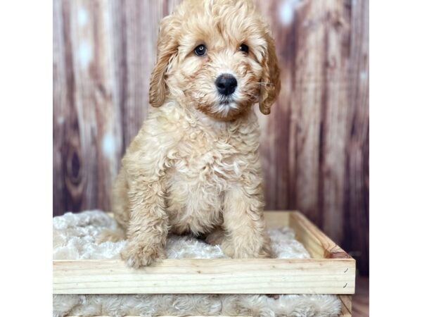 Goldendoodle DOG Female Red 16462 Petland Fairfield, Ohio