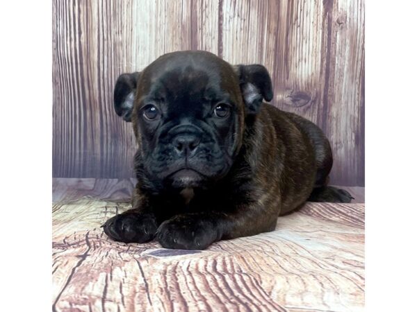 Mini Bulldog DOG Female Brindle 16461 Petland Fairfield, Ohio