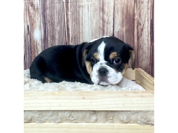 Mini Bulldog DOG Female Black Tri 16460 Petland Fairfield, Ohio