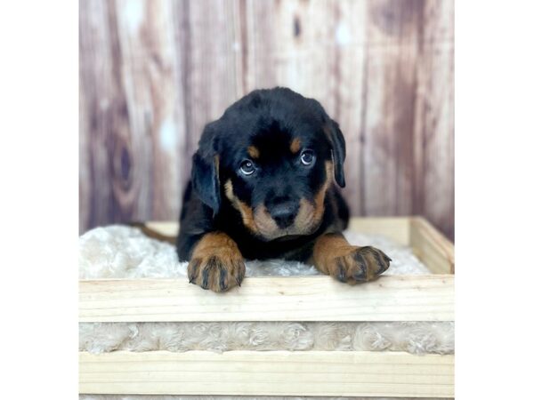 Rottweiler DOG Female Black and Tan 16459 Petland Fairfield, Ohio