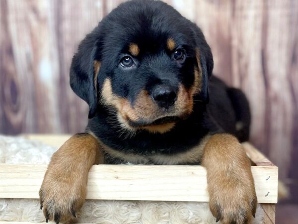 Rottweiler DOG Male Black and Tan 16458 Petland Fairfield, Ohio