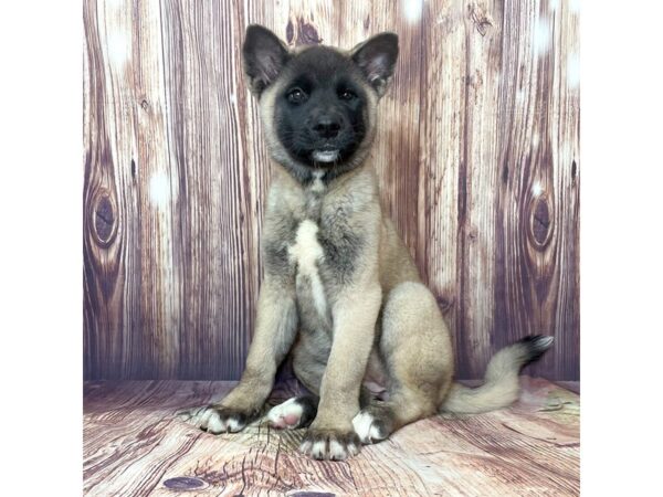 Akita DOG Female Brown / White 16456 Petland Fairfield, Ohio