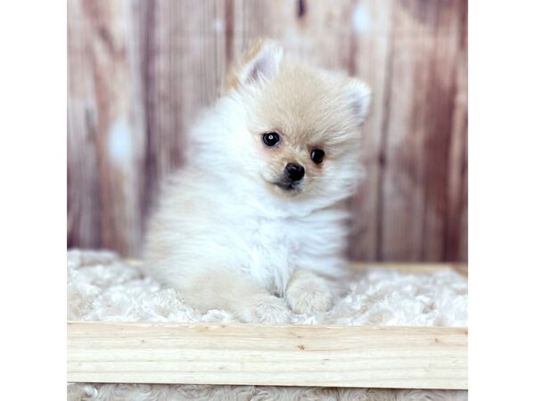 Pomeranian DOG Female Orange 16455 Petland Fairfield, Ohio