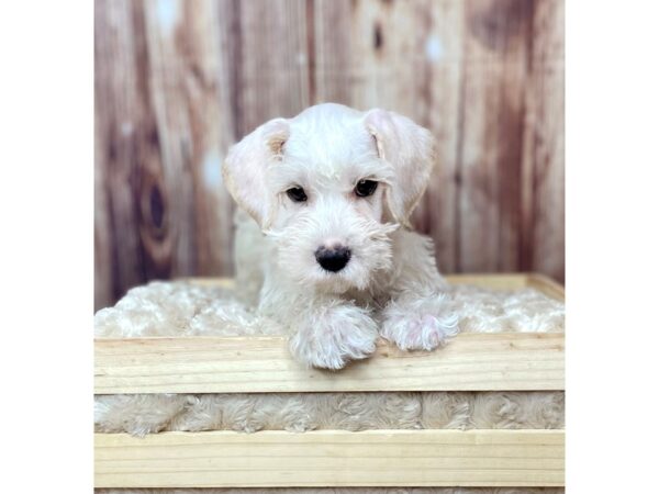 Schnoodle DOG Male Cream 16454 Petland Fairfield, Ohio