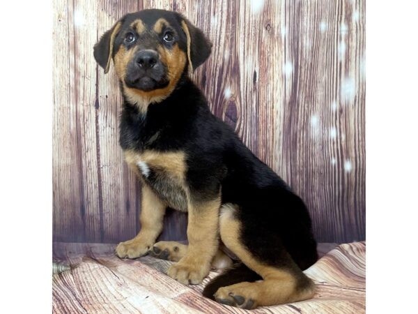 German Shepherd Dog DOG Female Black / Tan 16453 Petland Fairfield, Ohio