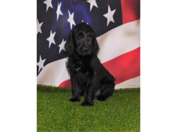 Labradoodle DOG Female Black 16479 Petland Fairfield, Ohio