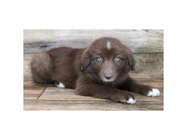 Australian Shepherd DOG Female Red 16468 Petland Fairfield, Ohio