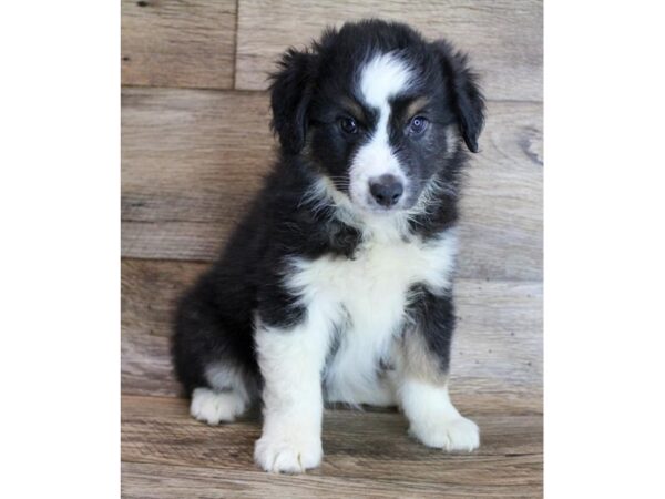 Miniature Australian Shepherd DOG Male Black White / Tan 16475 Petland Fairfield, Ohio