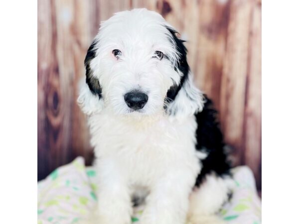 Bernedoodle Mini 2nd Gen DOG Male Black / White 16486 Petland Fairfield, Ohio