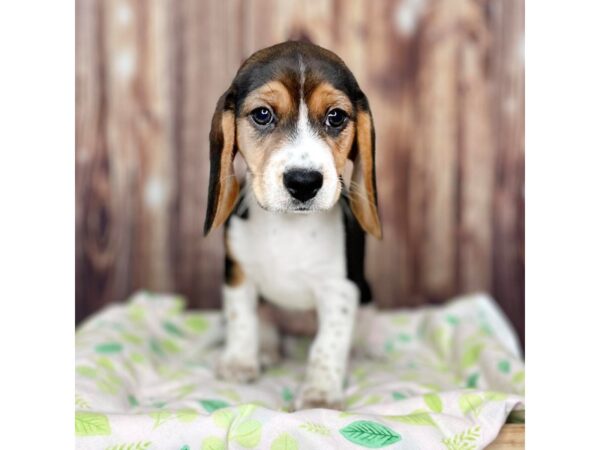 Beagle DOG Female Tri-Colored 16485 Petland Fairfield, Ohio