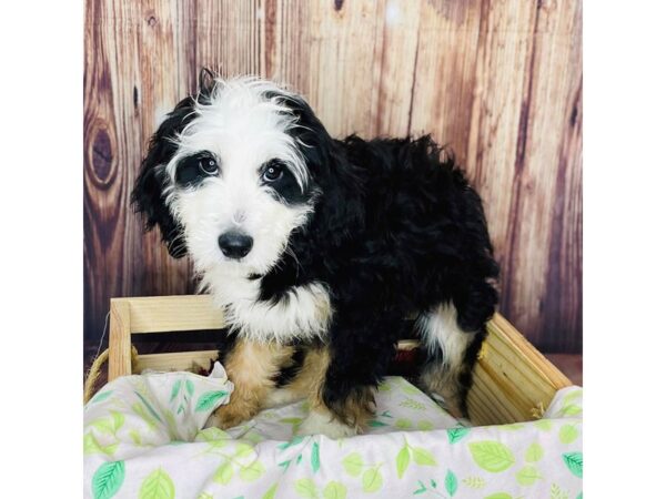 Bernedoodle Mini 2nd Gen DOG Female Tri-Colored 16483 Petland Fairfield, Ohio