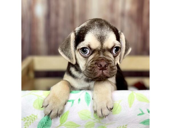 Puggle DOG Male Chocolate / Tan 16478 Petland Fairfield, Ohio