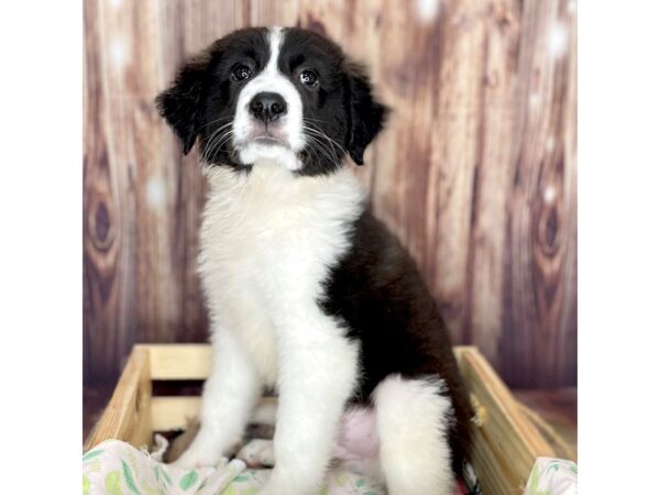 Great Pyrenees/Border Collie-DOG-Male-Black / White-16477-Petland Fairfield, Ohio