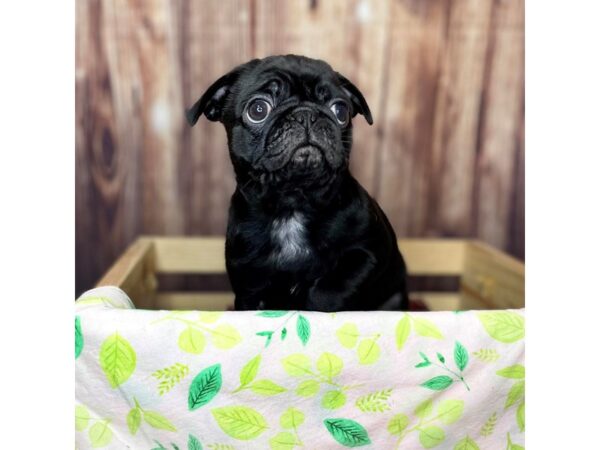 Pug DOG Male Black 16470 Petland Fairfield, Ohio