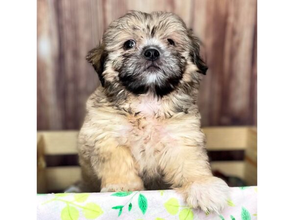 ShizaPoo-DOG-Male-Gold Sable-16469-Petland Fairfield, Ohio