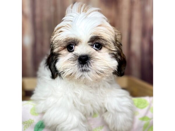 Shih Tzu DOG Male Gold / White 16467 Petland Fairfield, Ohio