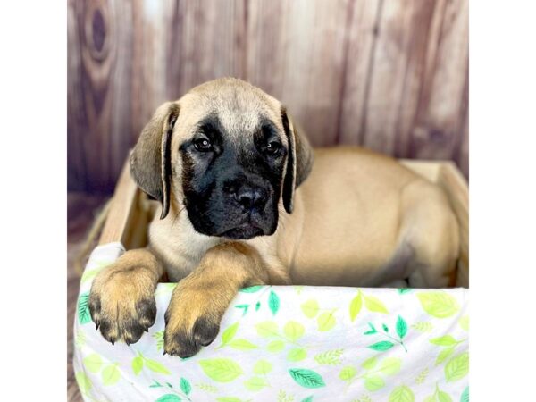 English Mastiff DOG Female Apricot 16466 Petland Fairfield, Ohio