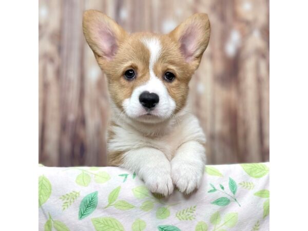 Pembroke Welsh Corgi DOG Male Sable / White 16471 Petland Fairfield, Ohio