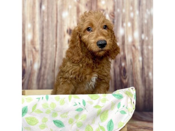 Poodle/Golden Retriever DOG Male Red 16481 Petland Fairfield, Ohio