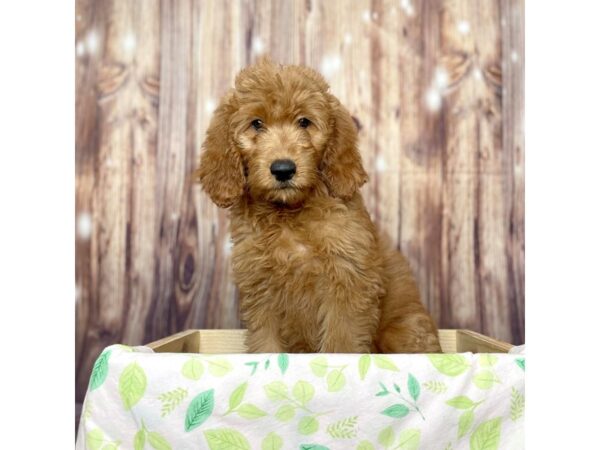 Poodle/Golden Retriever DOG Female Red 16480 Petland Fairfield, Ohio