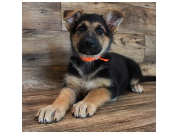 German Shepherd Dog DOG Female Black / Tan 16493 Petland Fairfield, Ohio