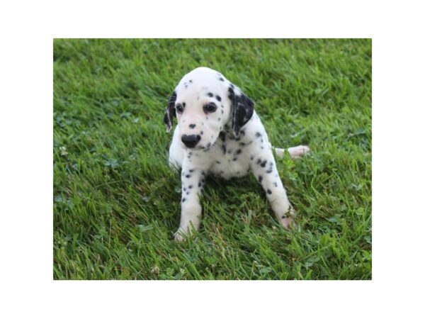 Dalmatian DOG Male Black/White 16497 Petland Fairfield, Ohio