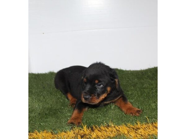 Rottweiler DOG Male Black / Mahogany 16495 Petland Fairfield, Ohio