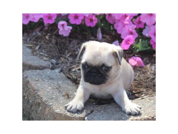 Pug DOG Male Fawn 16500 Petland Fairfield, Ohio