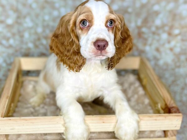 Cocker Spaniel DOG Male Buff / White 16498 Petland Fairfield, Ohio