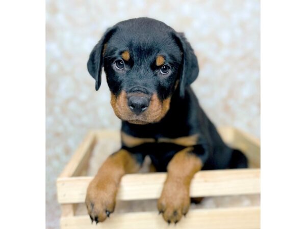 Rottweiler DOG Female Black / Mahogany 16494 Petland Fairfield, Ohio