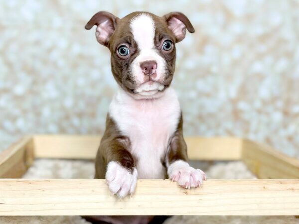 Boston Terrier DOG Female Seal / White 16492 Petland Fairfield, Ohio