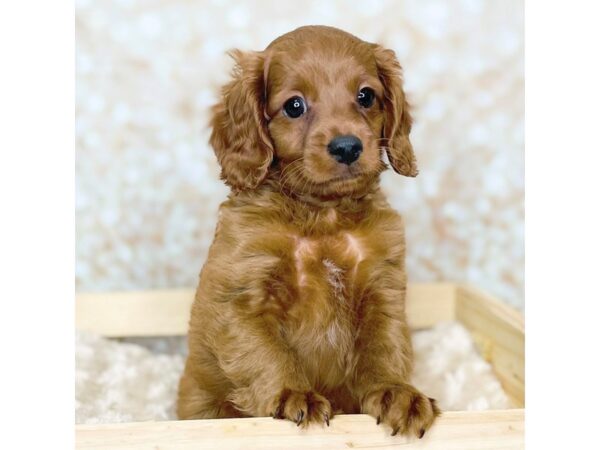 Cavapoo DOG Male Red 16490 Petland Fairfield, Ohio