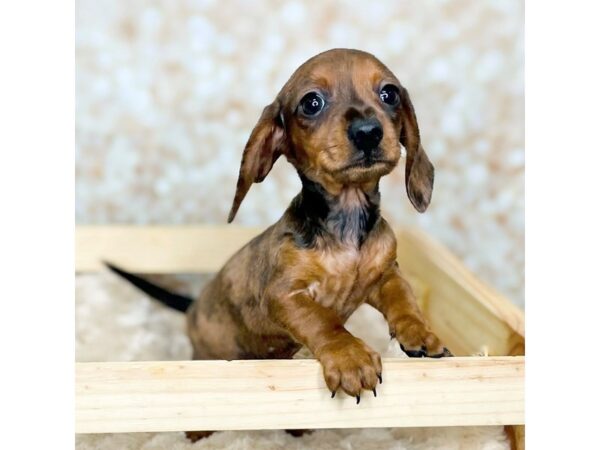 Dachshund DOG Male Wild Boar 16489 Petland Fairfield, Ohio