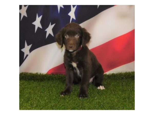 Golden Retriever/Border Collie-DOG-Female-Chocolate-16518-Petland Fairfield, Ohio