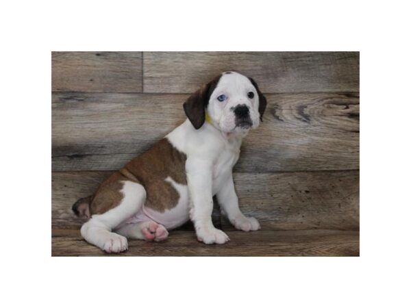 Olde English Bulldogge DOG Male Red 16517 Petland Fairfield, Ohio